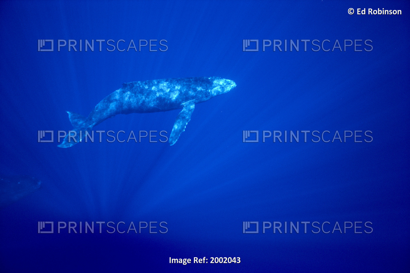 Hawaii, Humpback Whale (Megaptera Novaeangliae) Calf Underwater With Sunlight ...
