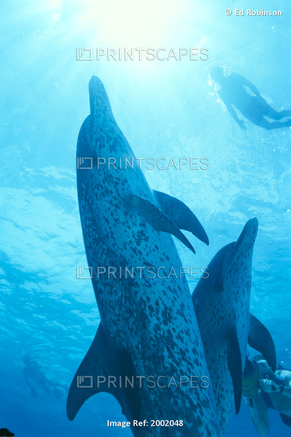 Caribbean, Bahamas, Close-Up Of Pair Spotted Dolphins, Sunburst (Stenella ...