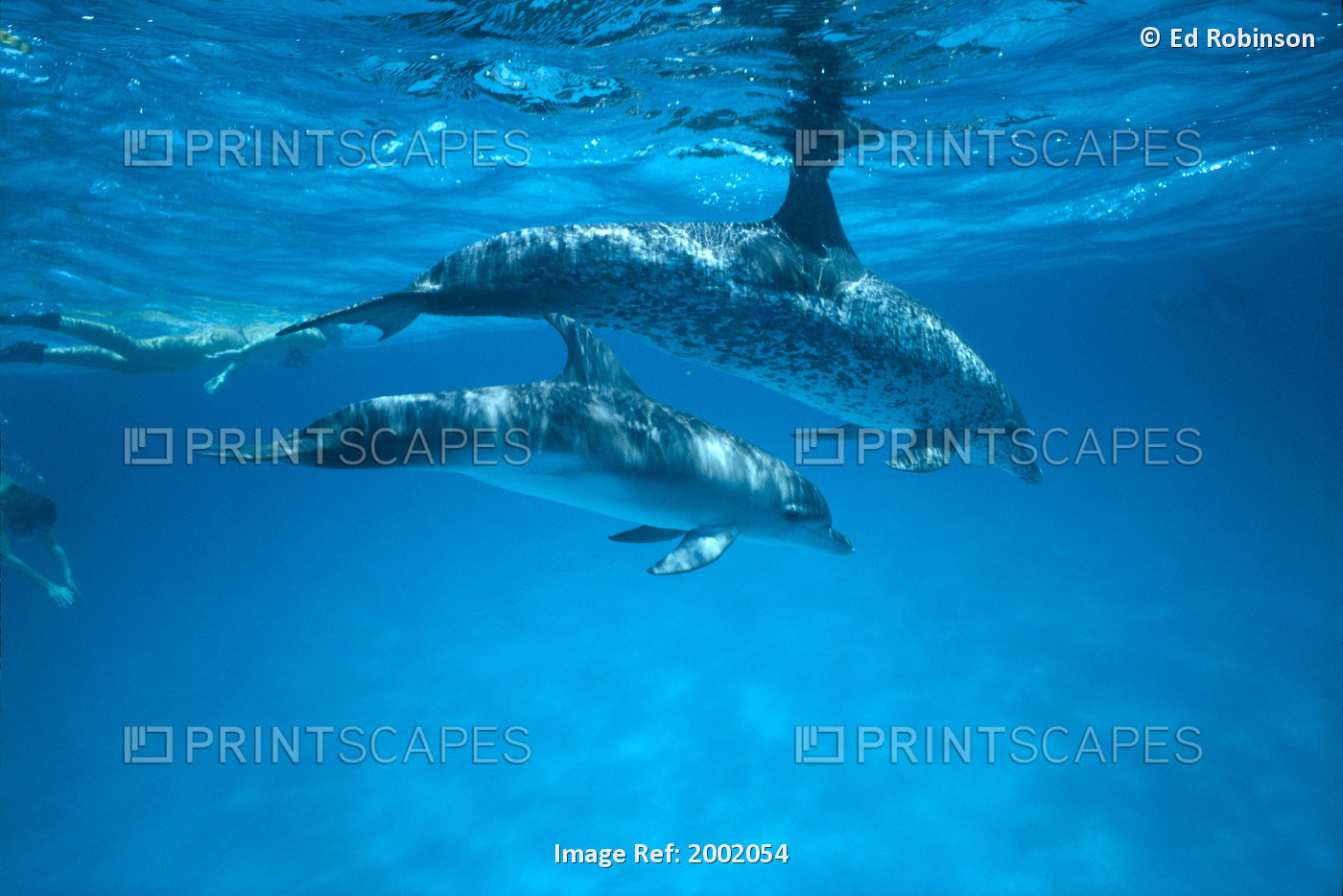 Caribbean, Bahamas, Spotted Dolphins, Pair Near Surface With Reflections ...