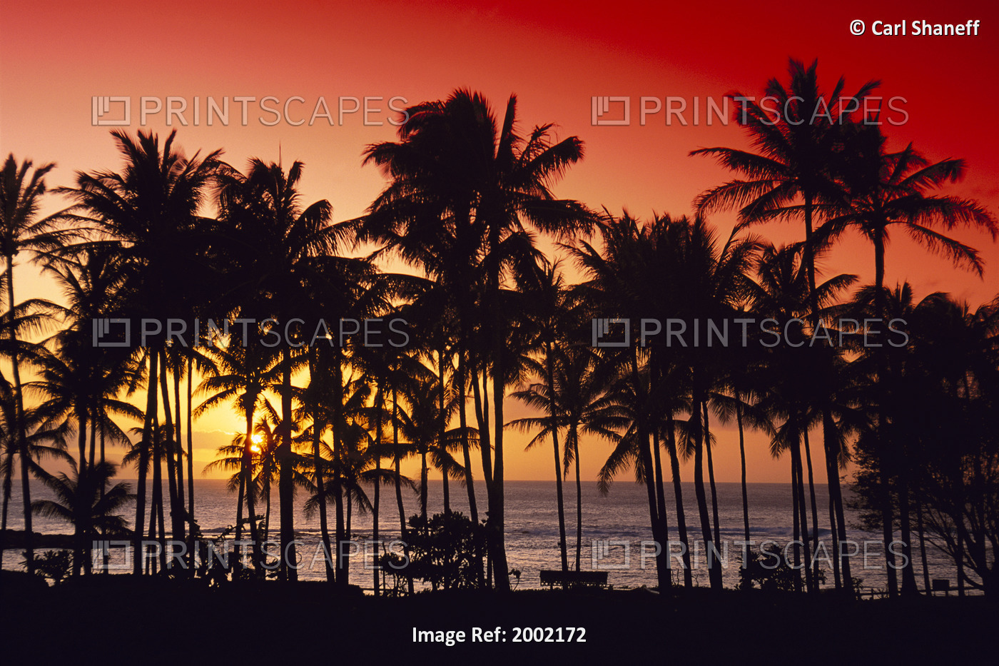 Hawaii, Big Island, Kohala Coast, Red Sunset, Orange Sky, Palms Silhouette