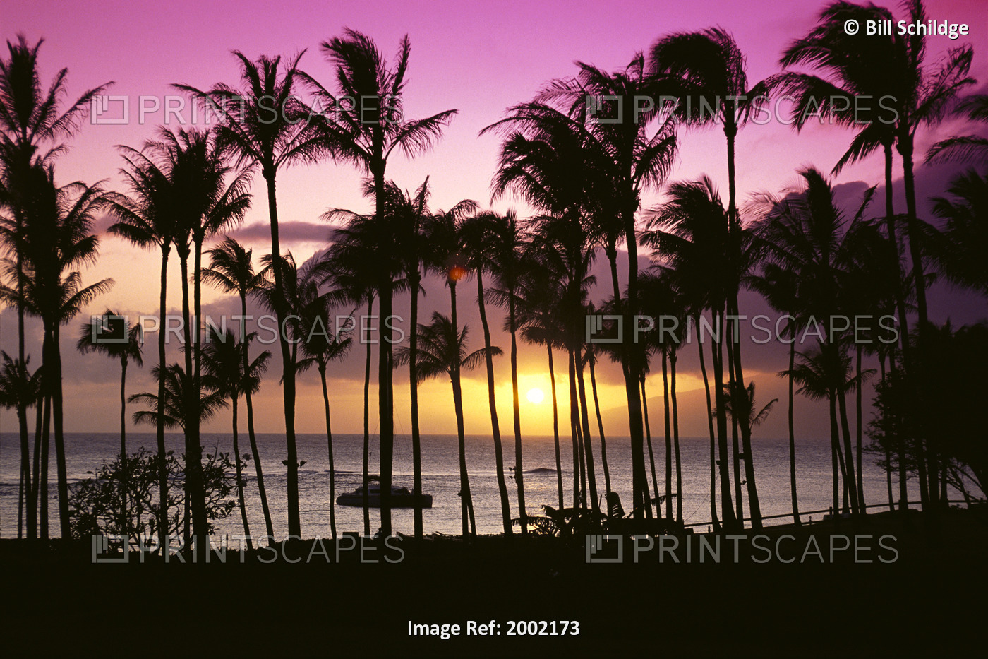 Hawaii, Maui, Kapalua Bay, Tropical Sunset, Palms Silhouette, Purple And Yellow ...