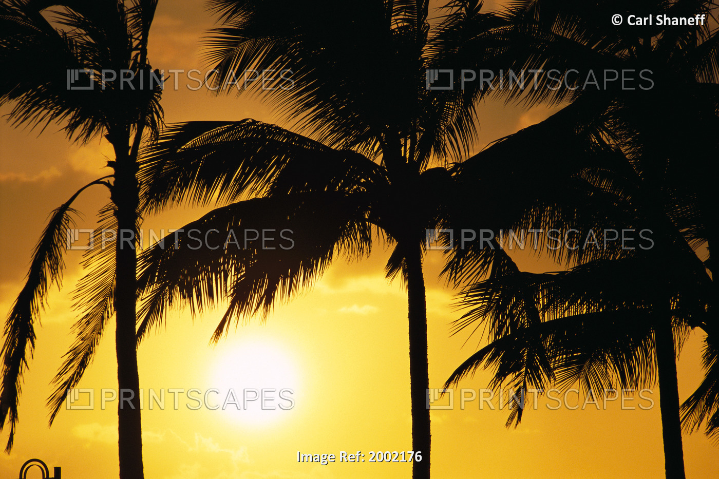 Hawaii, Palm Trees Silhouetted At Sunset, Sun Hangs Low In Sky