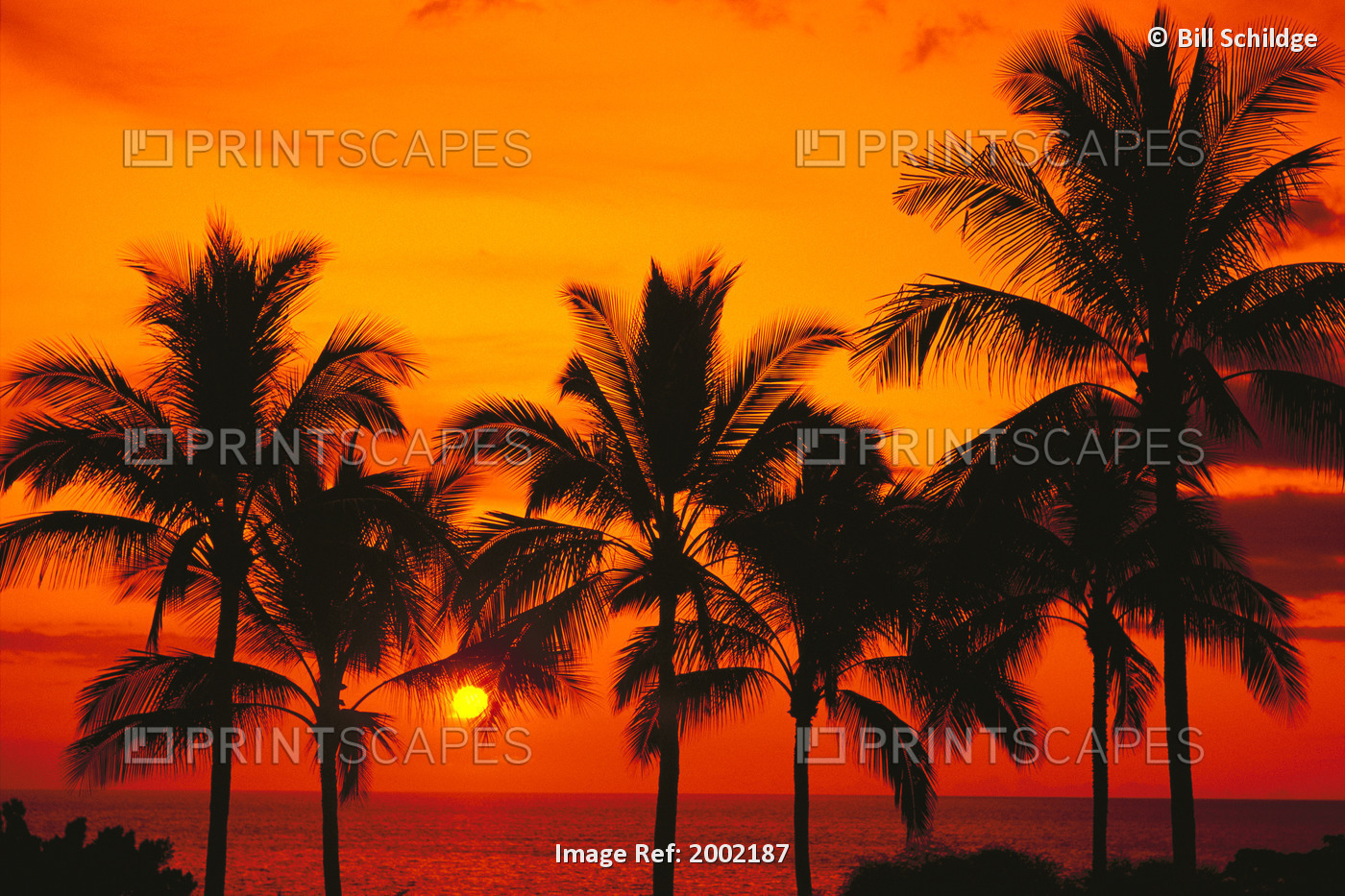Rows Of Palm Trees Silhouetted By Fiery Orange Sunset Over Ocean