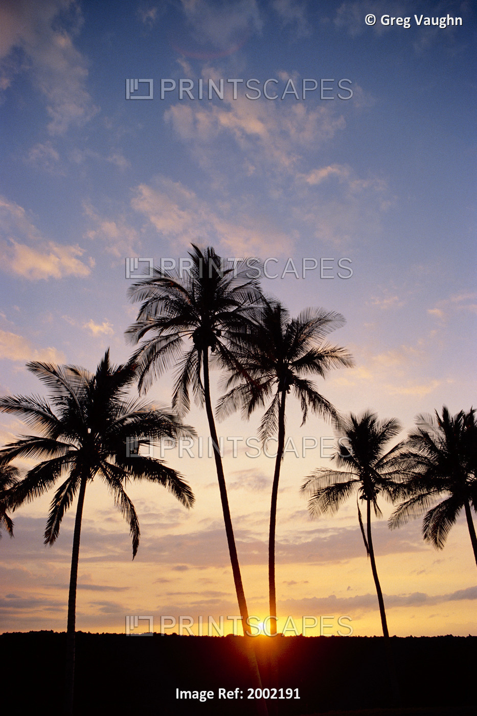 View Of Palm Trees At Sunset, Pale Blue Sky, Wispy Clouds