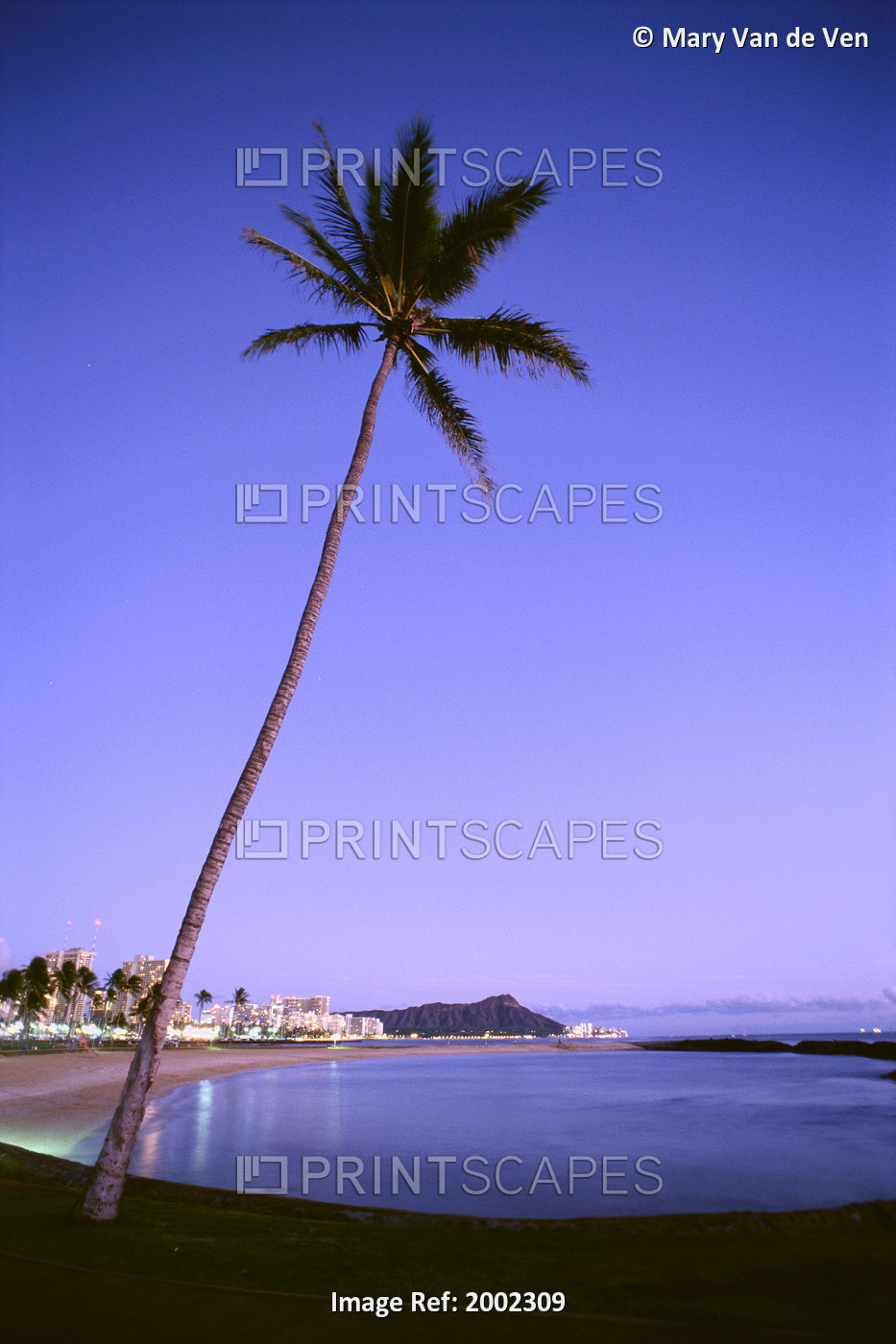Hawaii, Oahu, View Of Diamond Head During Purple Blue Sunset, Palm In ...