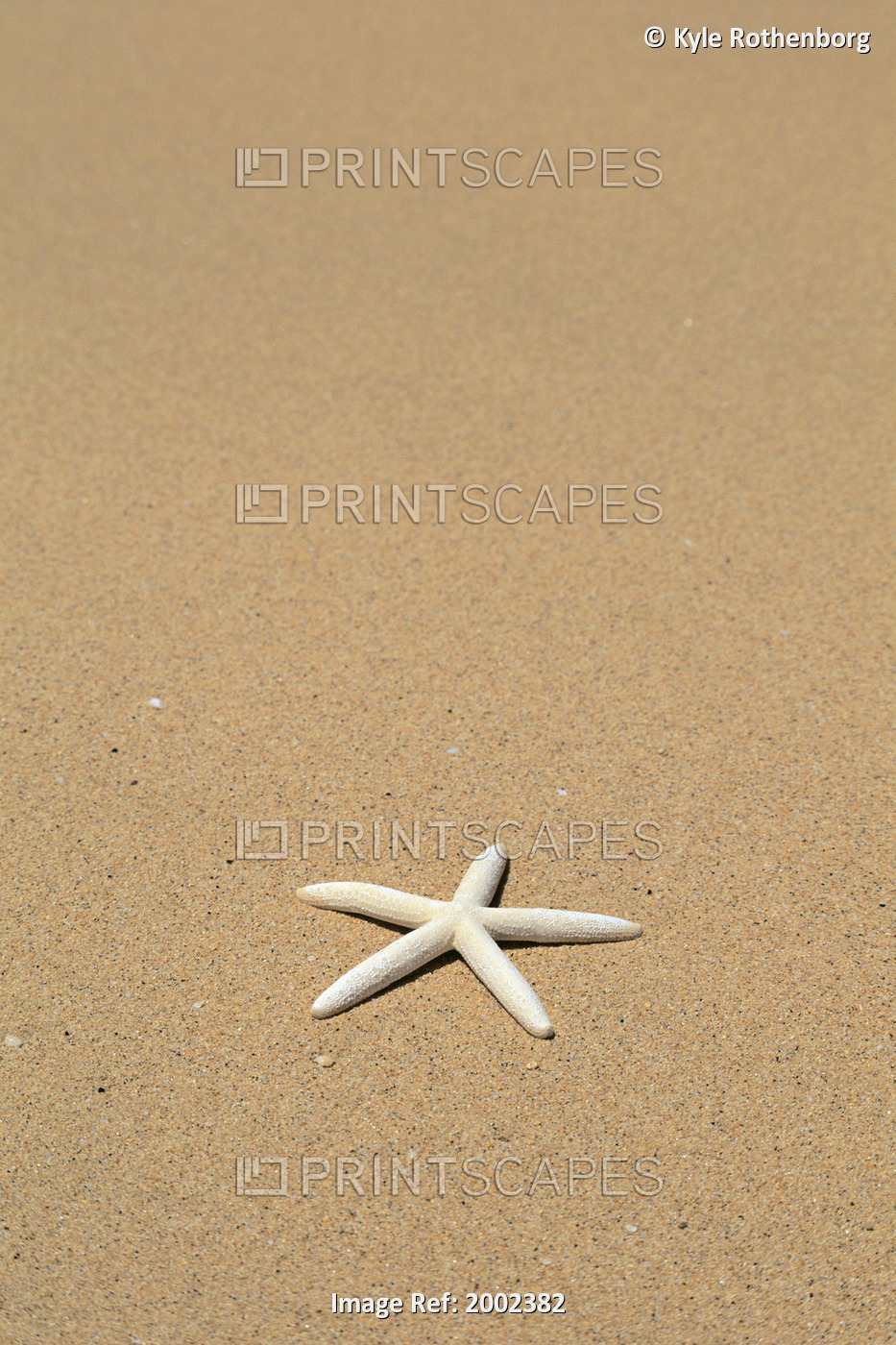 Side View Close-Up Of Single White Starfish On Sandy Beach