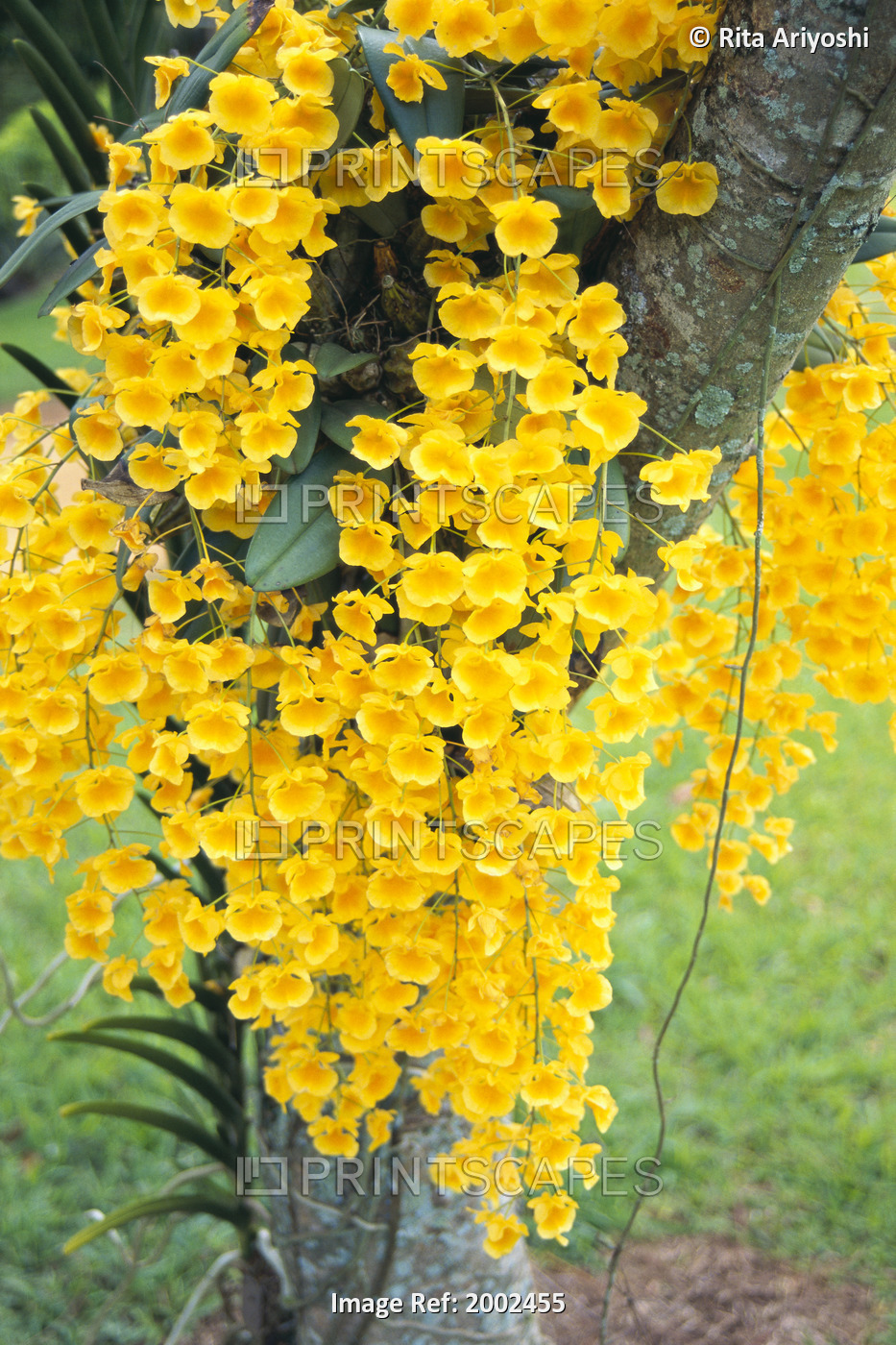 Hawaii, Kauai, Lawai, V. Mable Mae Kamahele Yellow Orchids, Draping Down From ...