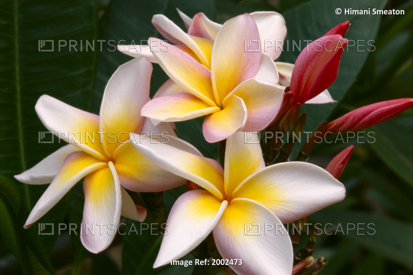 Soft Focus Of White Plumeria Flowers With Pale Yellow Centers, Dark Pink Buds