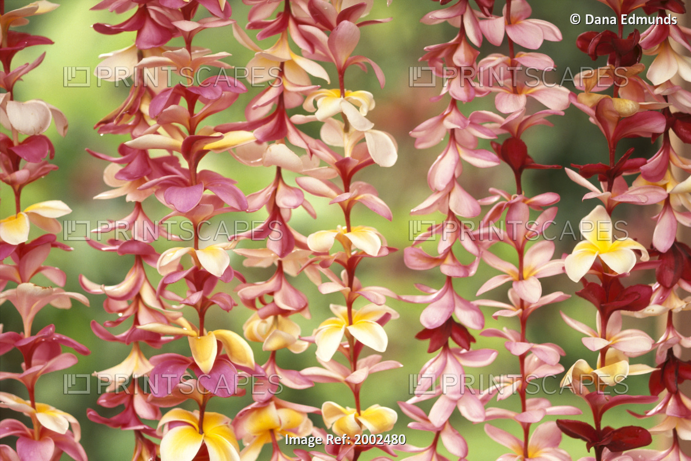 Close-Up Of Pink And Yellow Hanging Plumeria Leis, Green Soft Focus Background