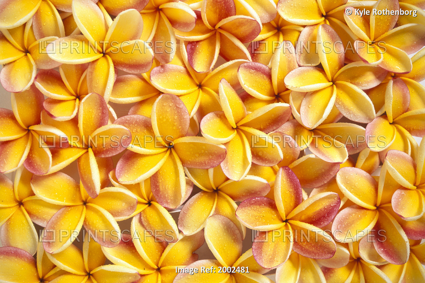 Close-Up Of A Bed Of Yellow Plumeria Flowers, Pink Tips, Water Drops