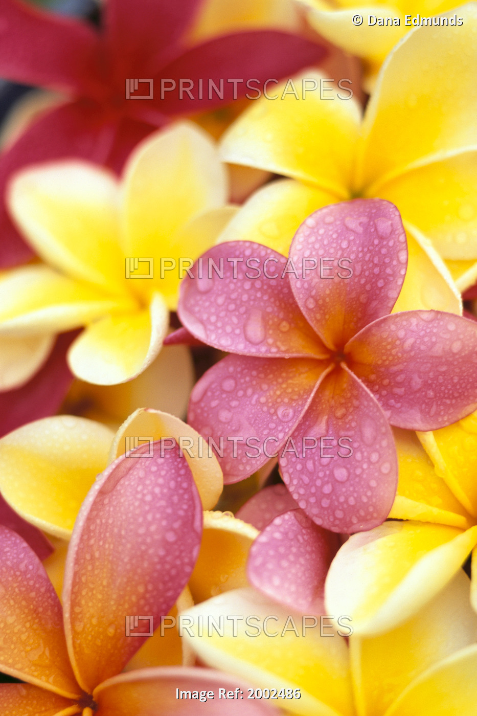 Studio Shot Of Yellow And Two Pink Plumeria Flowers, Water Drops On Petals