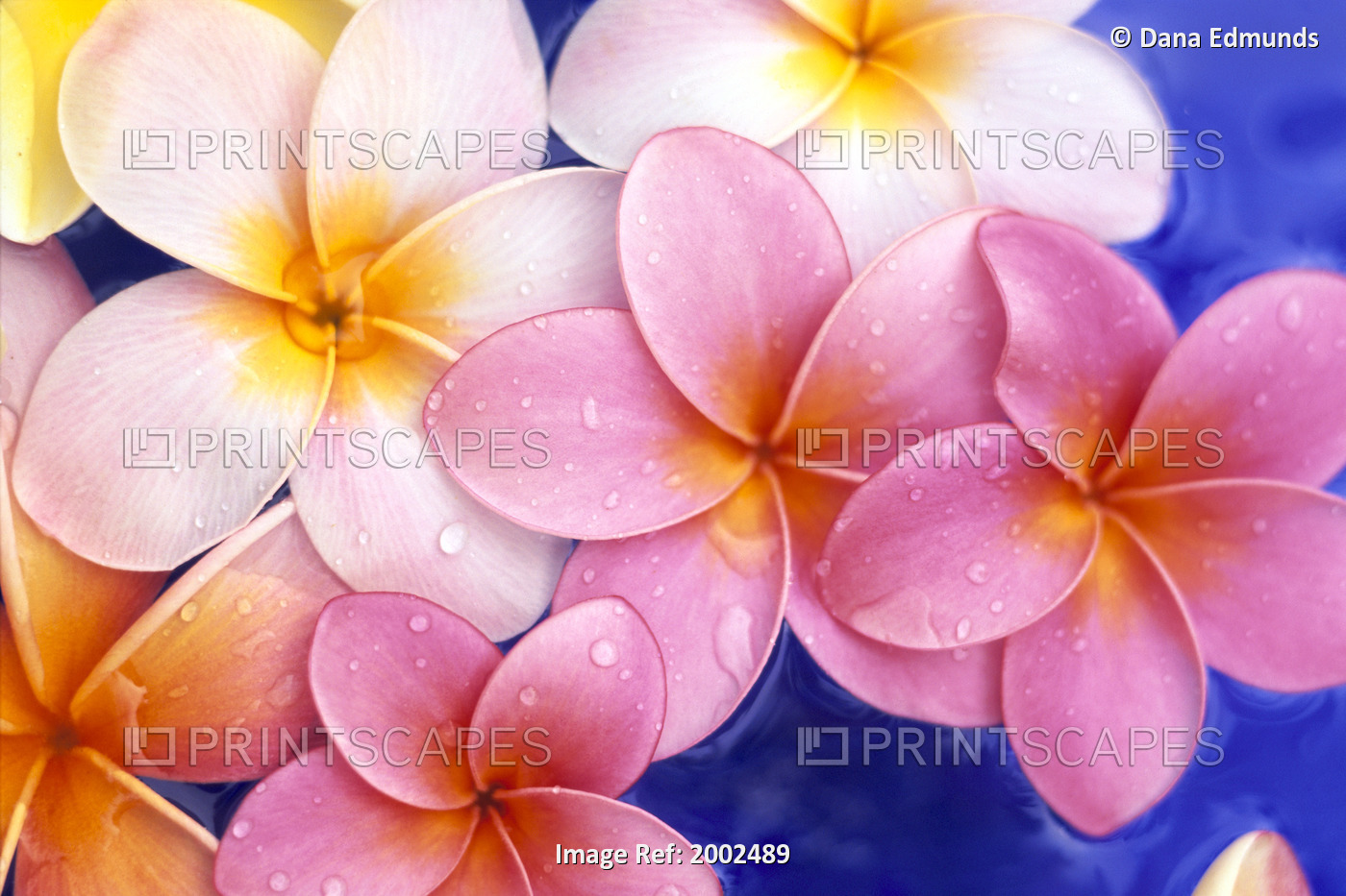 Close-Up Of Yellow And Pink Plumeria Flowers Floating, Water Drops With Blue ...