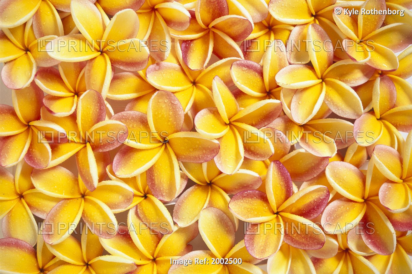 Many Red And Yellow Plumeria Flowers Spread Overlapping, Water Droplets