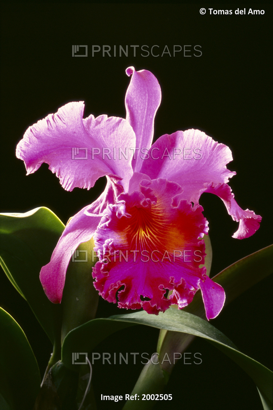 Studio Shot Of Single Purple Cattleya Orchid On Plant, Black Background