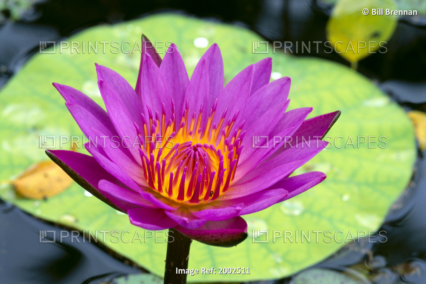 Close-Up Of Single Bright Pink Water Lily With Yellow Center, Lily Pad In ...
