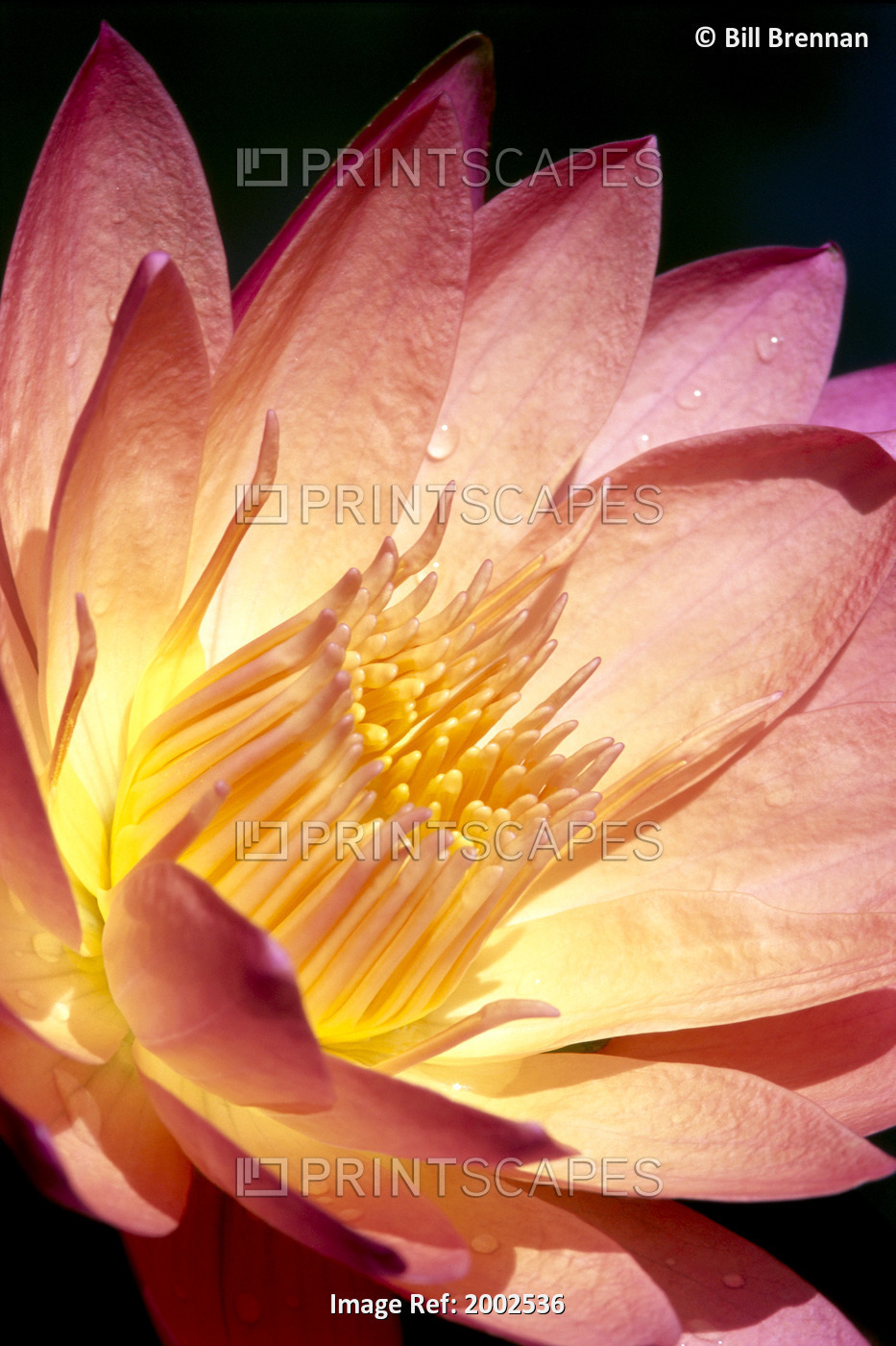 Detailed Image Of Pink Water Lily With Yellow Inside, Extreme Close-Up