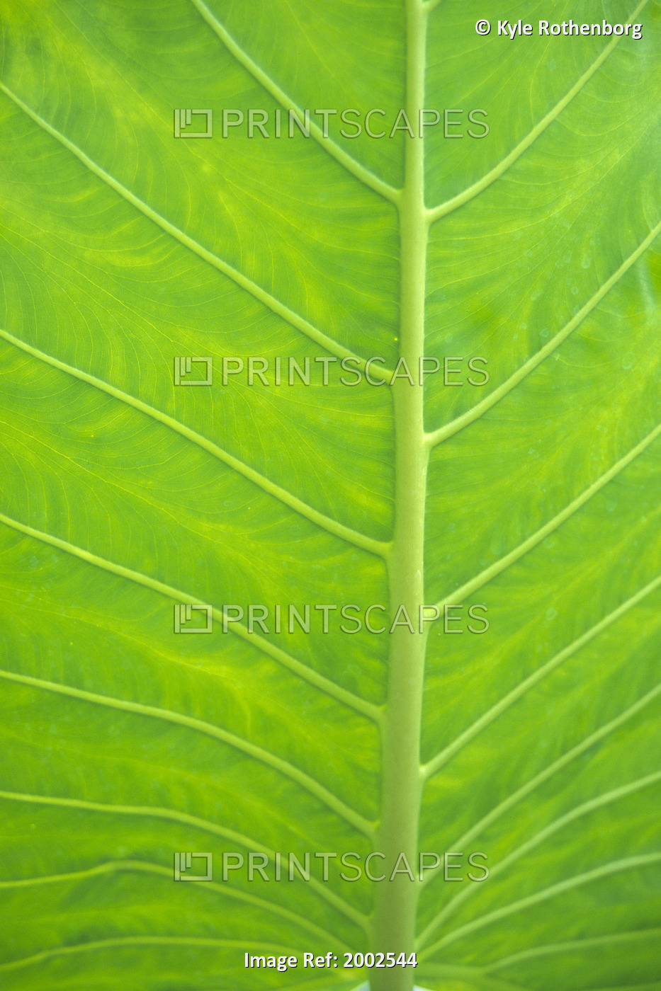 Leaf Detail, Background