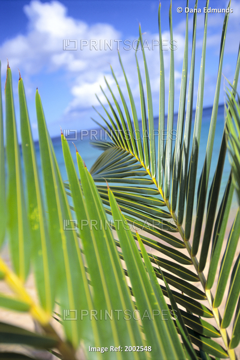 View Through Green Palm Leaves Of Blue Sky, White Clouds, Turquoise Water, ...