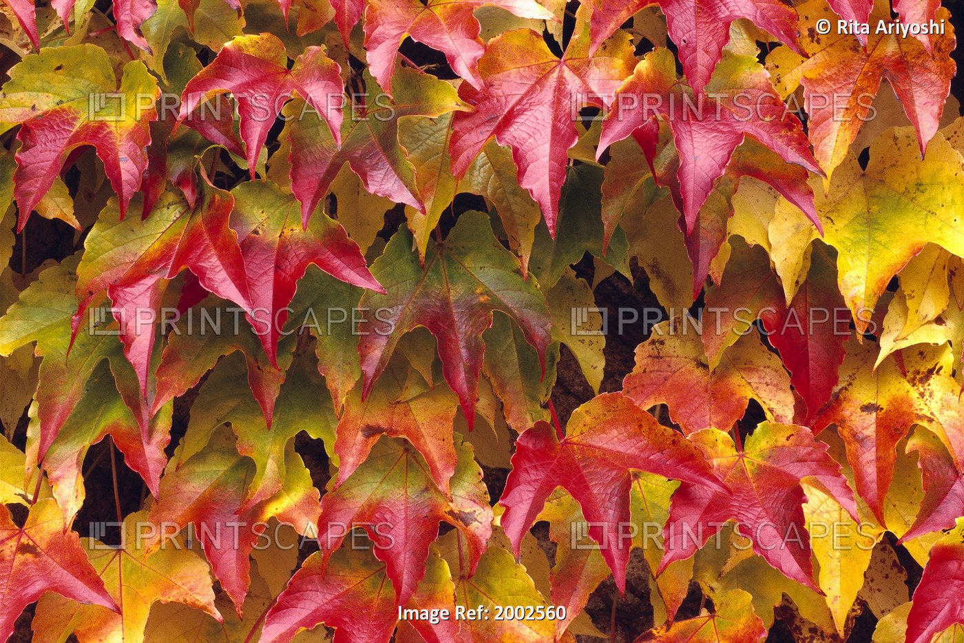 Close-Up Of Group Of Fall Colored Ivy Growing Together