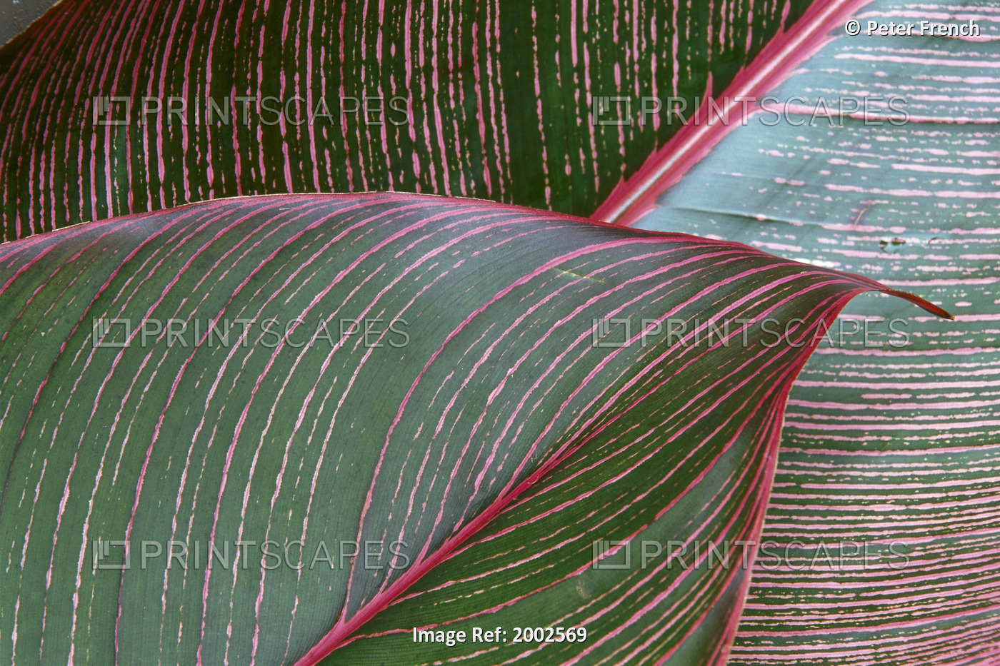 Detailed View Of A Heliconia Indica Leaf, Green With Red Lines