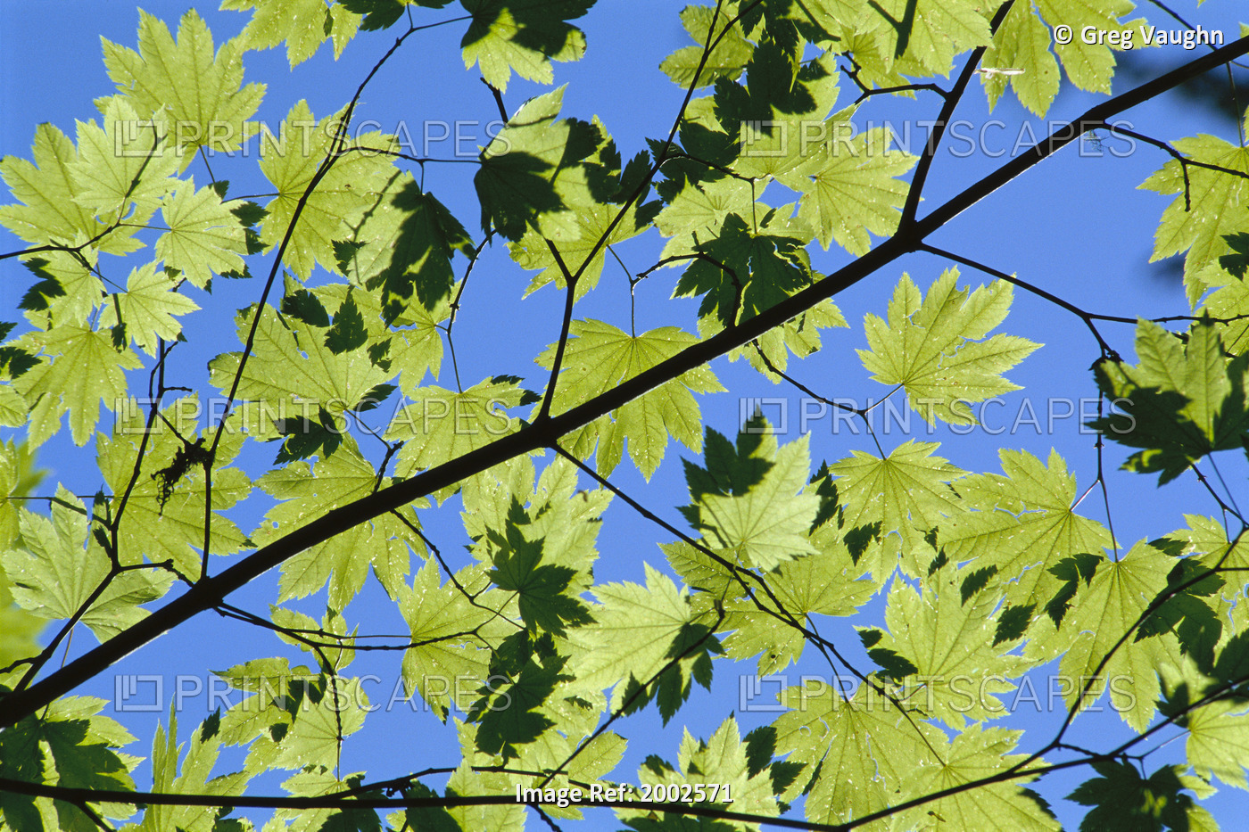 Close-Up Of Green Leaves On Maple Tree Against Blue Sky, Sunlight Creates ...