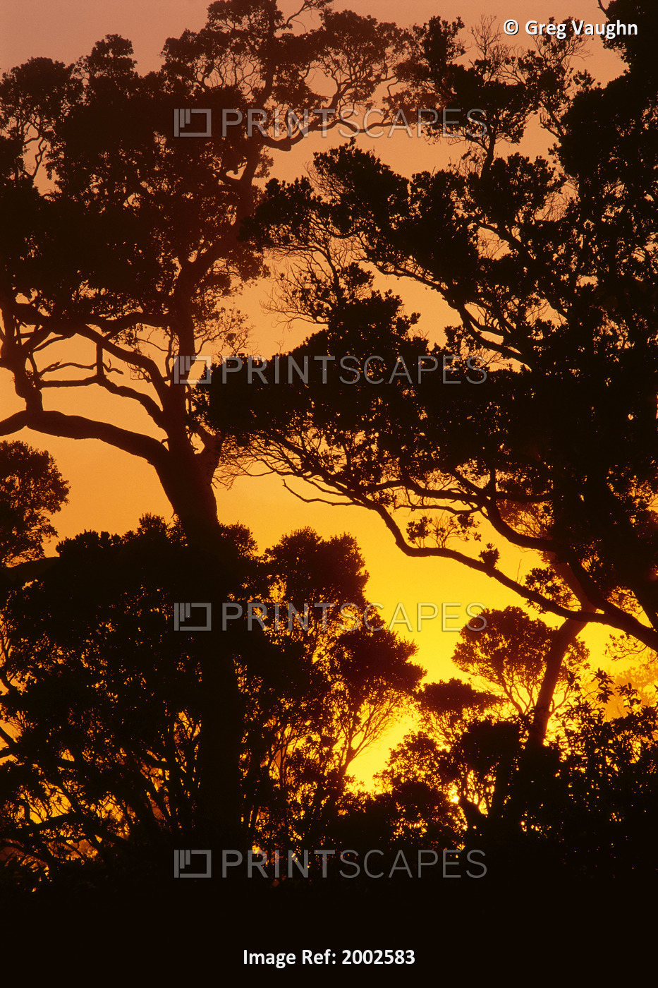 Hawaii, Kauai, Kokee State Park, Ohia Trees Silhouetted At Sunset With Pale ...