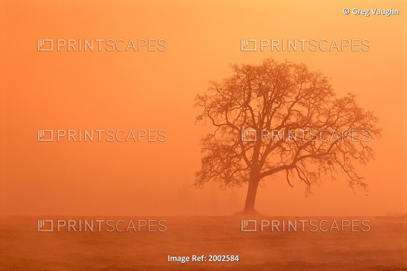 Oregon, Willamette Valley, View Of Oak Tree Through Fog At Sunrise, Orange Haze