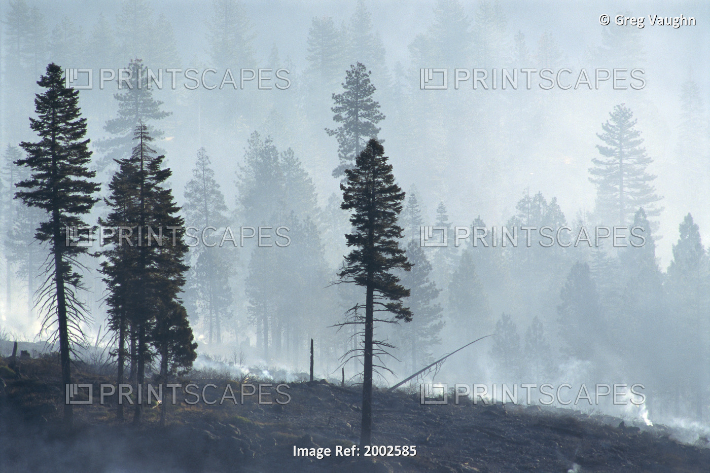 California, Lassen National Forest, View Of Trees Through Smoke From Burn, ...