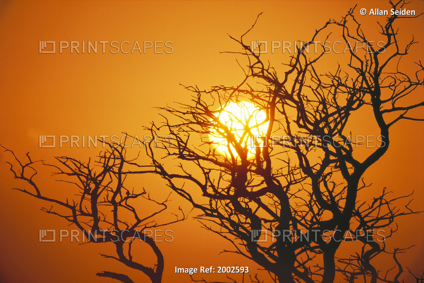 Hawaii, Branches Of Keawe Tree Silhouetted Against Sunset