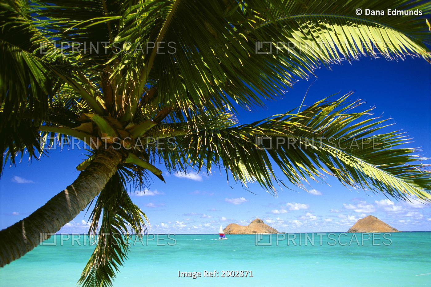 Hawaii, Oahu, Lanikai, Palm Tree Foreground, With Mokulua Islands Background, ...