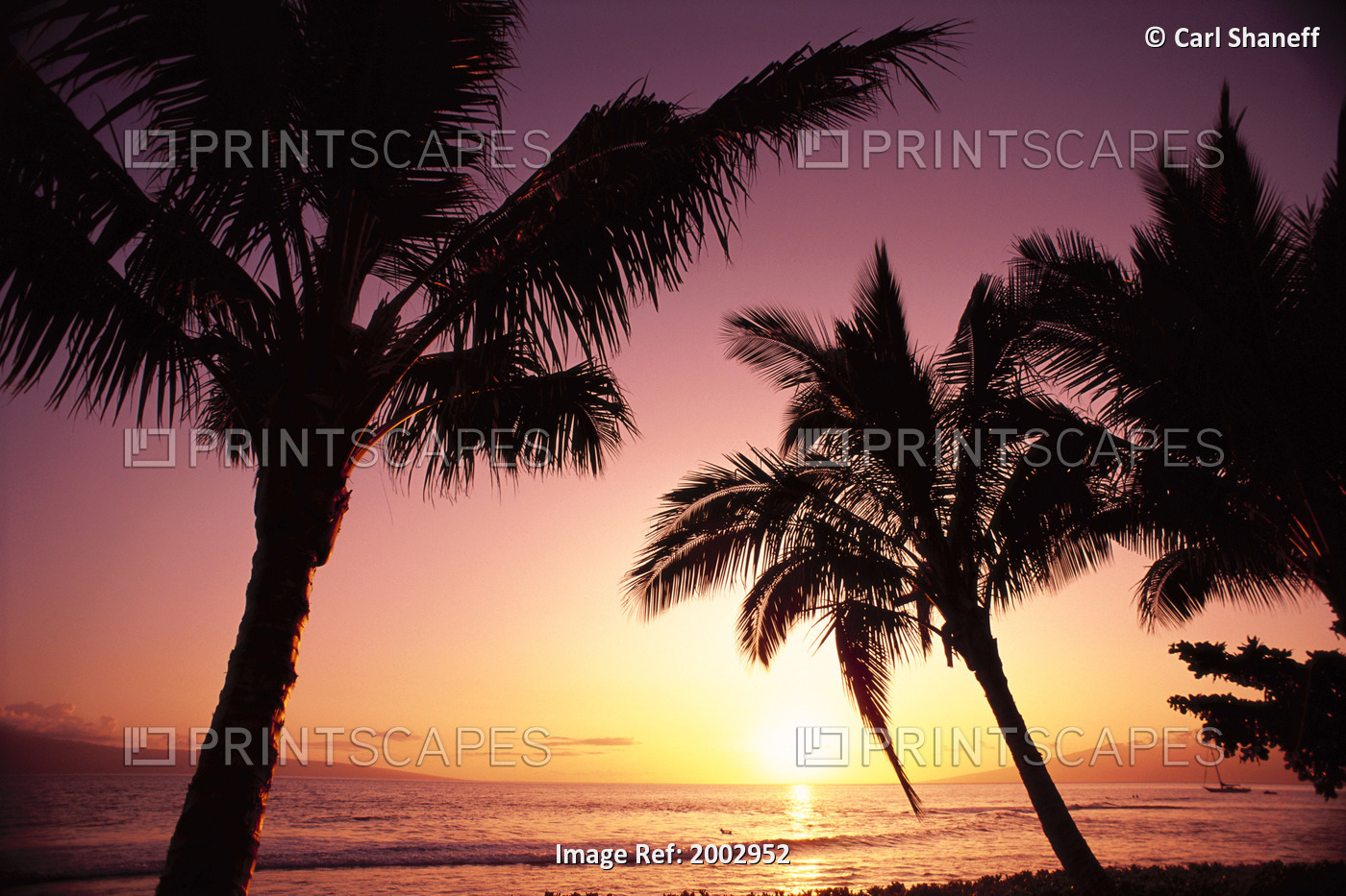 Hawaii, Maui, Ka'anapali, Sunset With Palms Silhouetted, Golden Reflections On ...