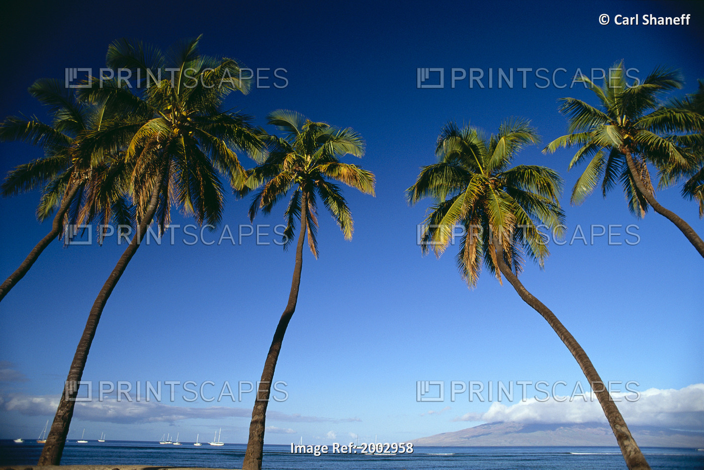 Hawaii, Maui, Lahaina, Five Coconut Trees Against Blue Skies, Boats Anchored In ...