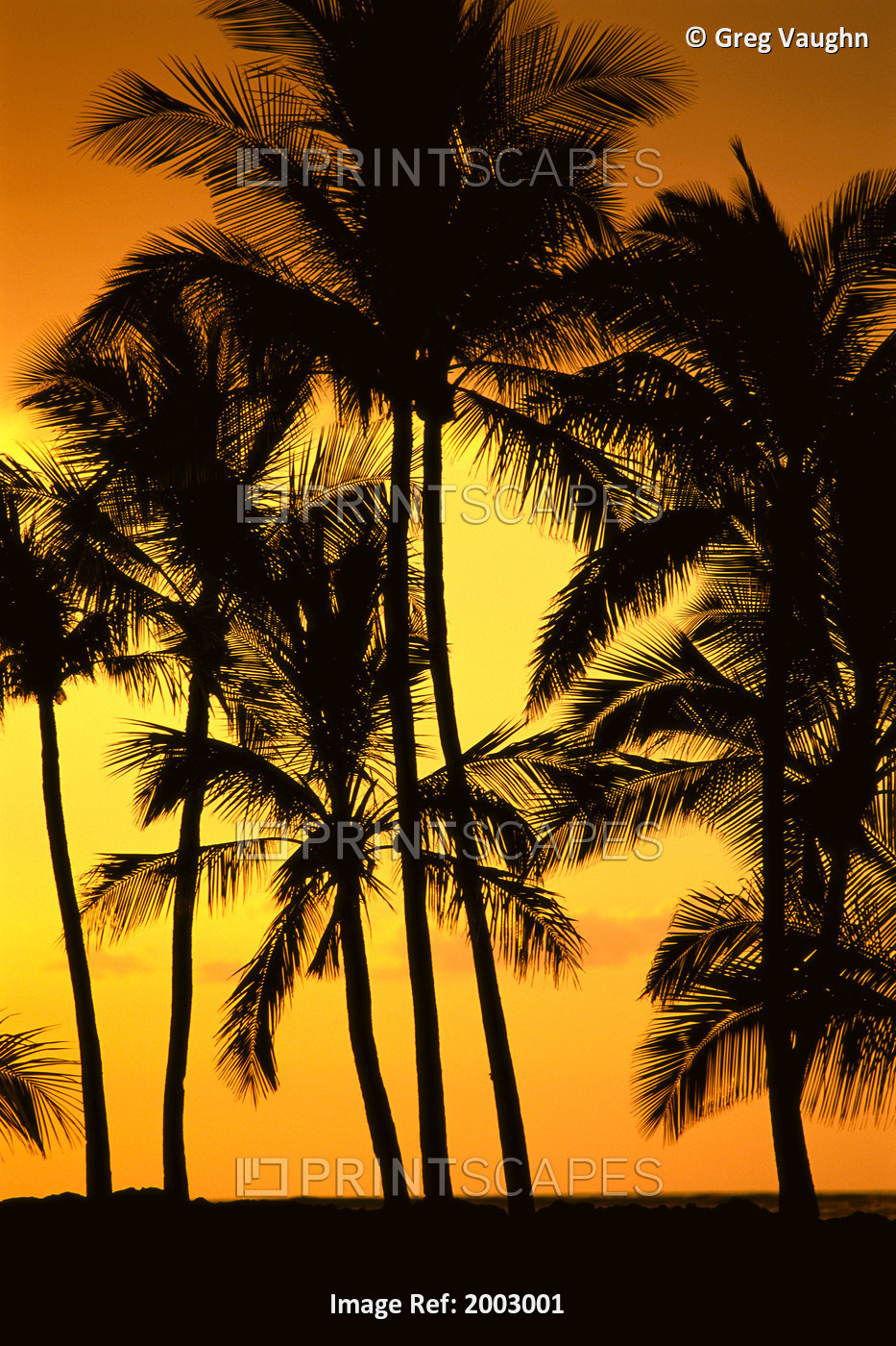Hawaii, Big Island, View Of Palm Trees Silhouetted By Fiery Sunset