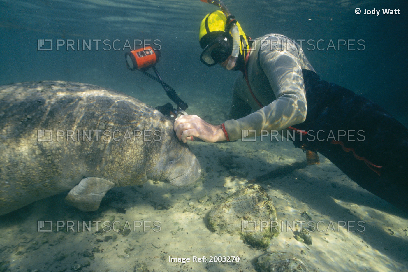 Florida, West Indian Manatee (Trichechus Manatus) With Underwater Photographer