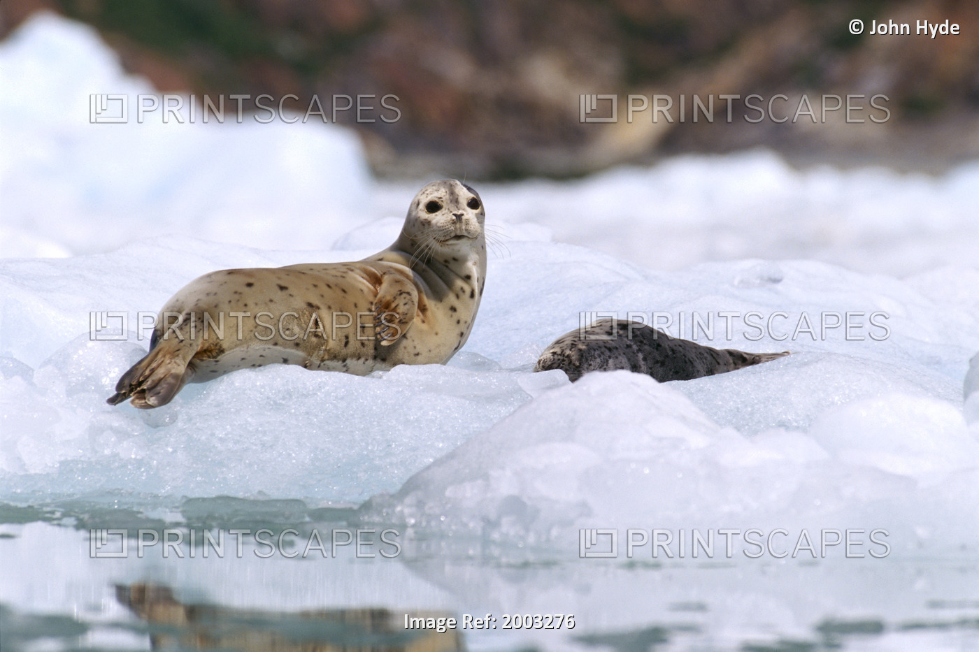 Alaska, Sawyer Glacier, Tracy Arm, Harbor Seals (Phoca Vitulina) Two On Ice