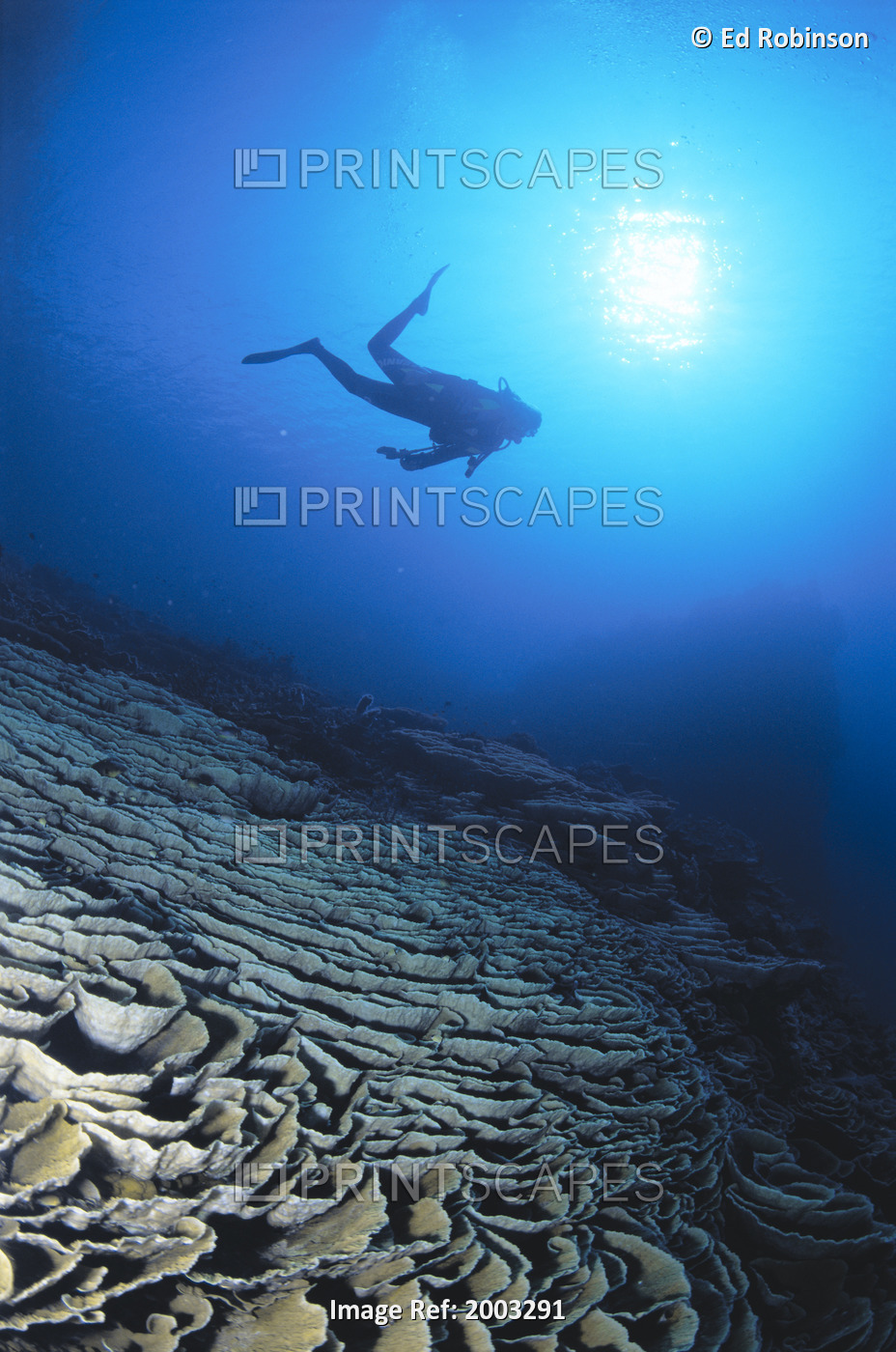 Papua New Guinea, Diver Over Cabbage Coral, Silhouetted By Sunburst In Blue ...