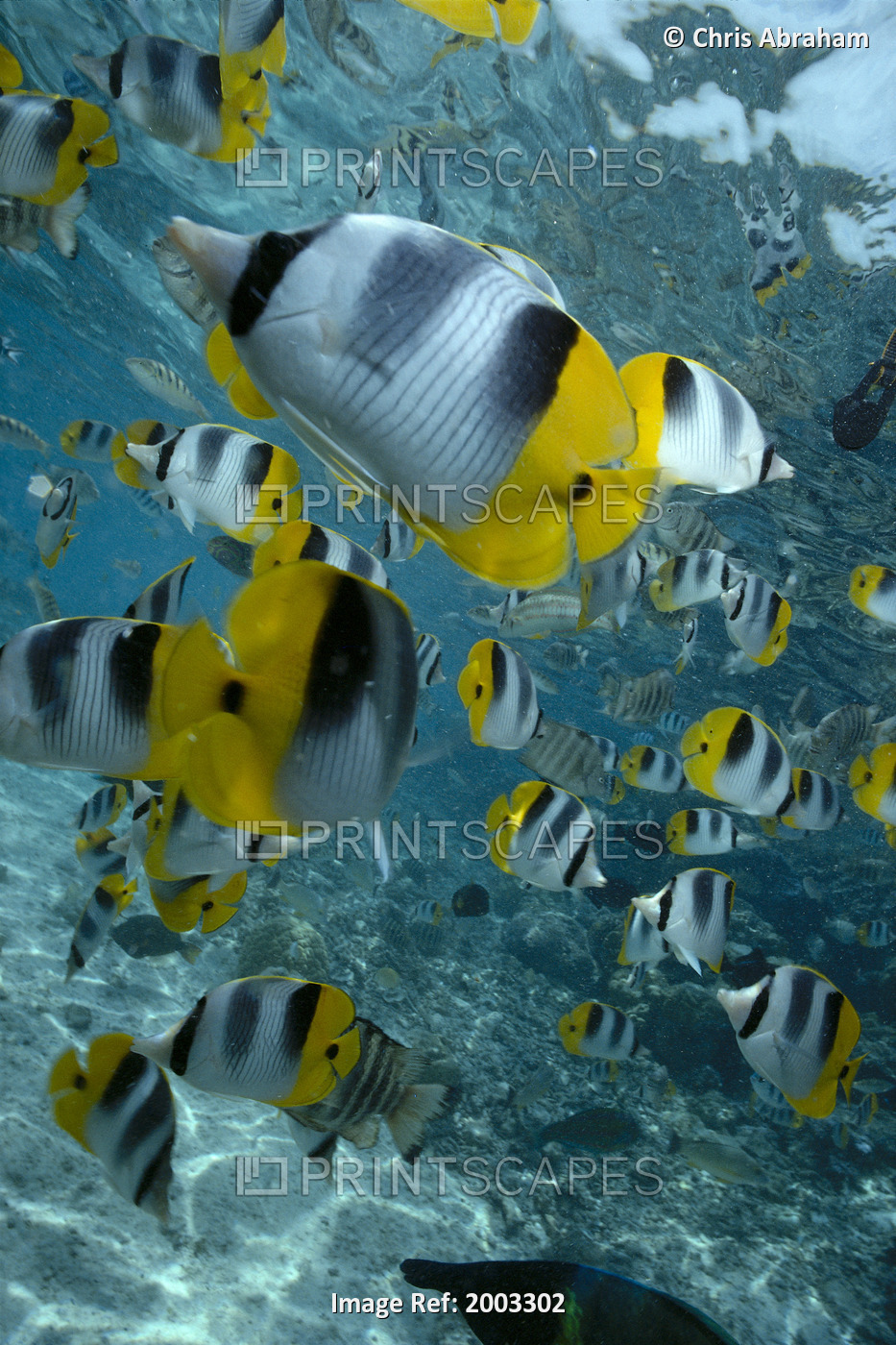 French Polynesia, Bora Bora, School Of Butterflyfish, Close-Up In Shallow ...