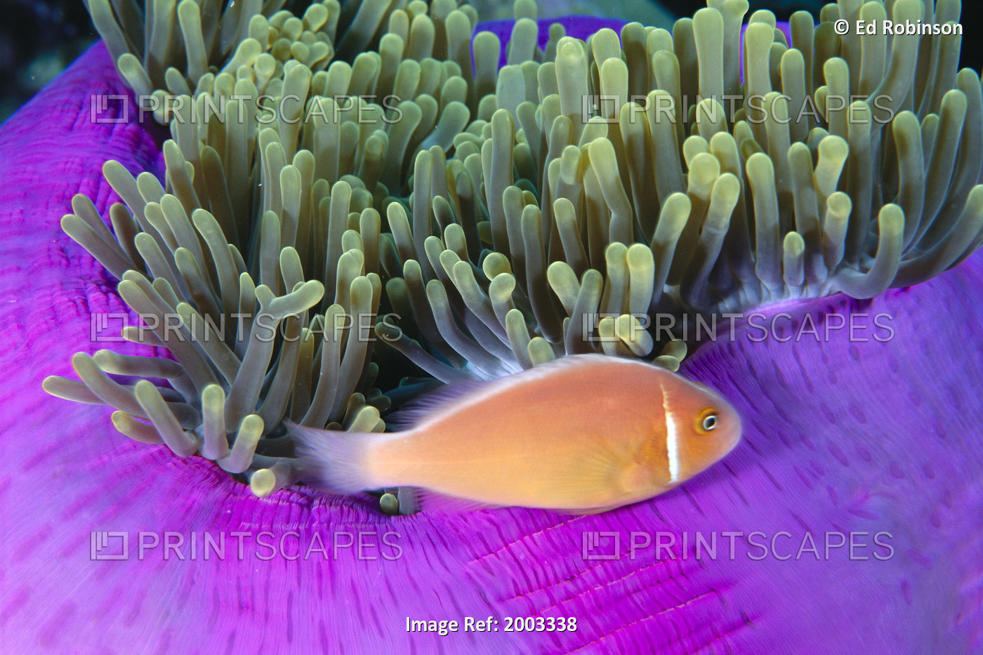 Micronesia, Close-Up Of Pink Anemonefish With Anemone (Amphiprion Peraderaion)