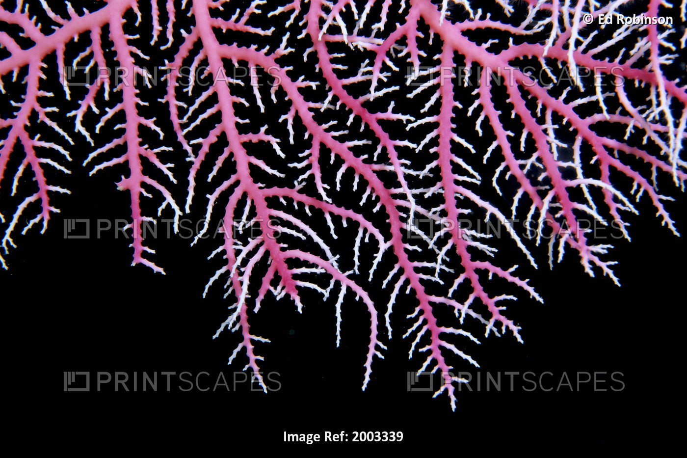 Papua New Guinea, Detail Of Pink Lace Coral (Stylaster Sp?) With Whitetips, ...