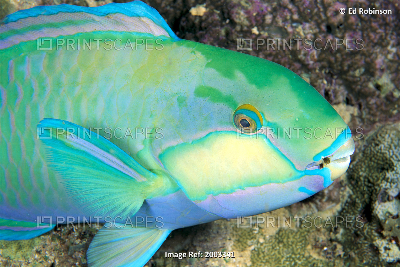 Indonesia, Bleeker's Parrot Fish (Scarus Bleeker) Close-Up Side View, Colorful