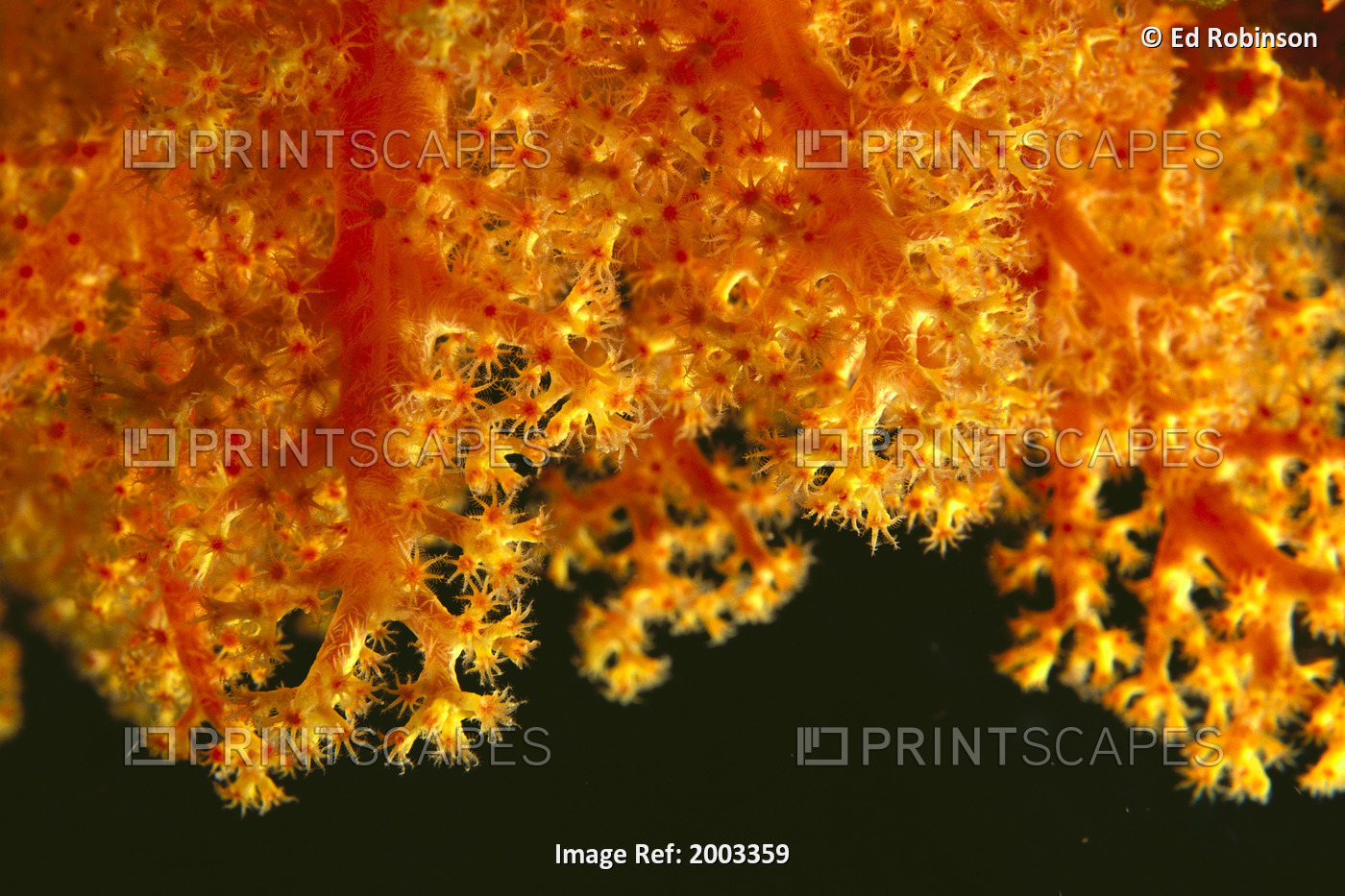 Solomon Islands, Close-Up Of Orange Soft Coral With Polyps Showing