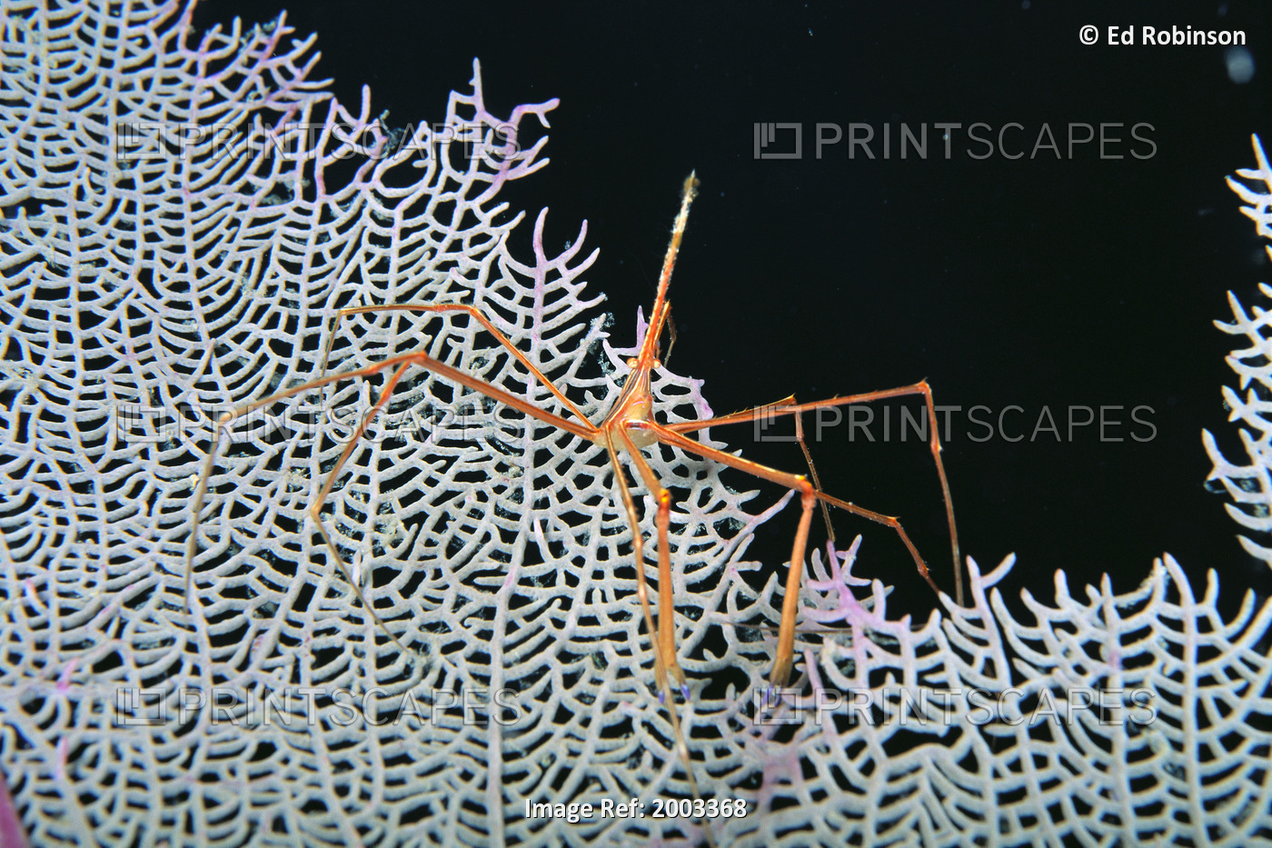 Caribbean, Bahamas, Close-Up Of Spider Crab On White Textured Background ...