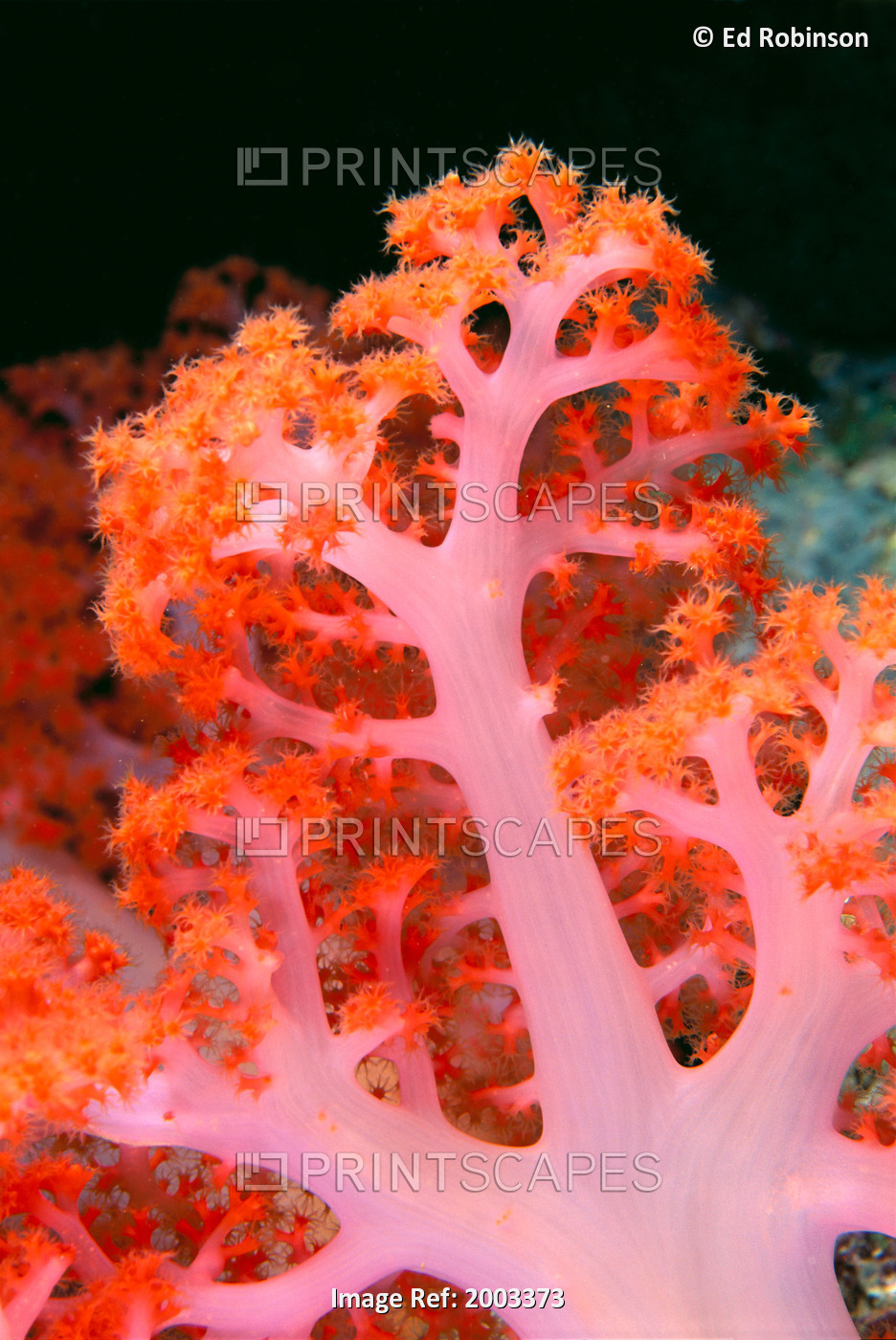 Indonesia, Soft Coral Detail Pink Stem With Bright Orange Polyps