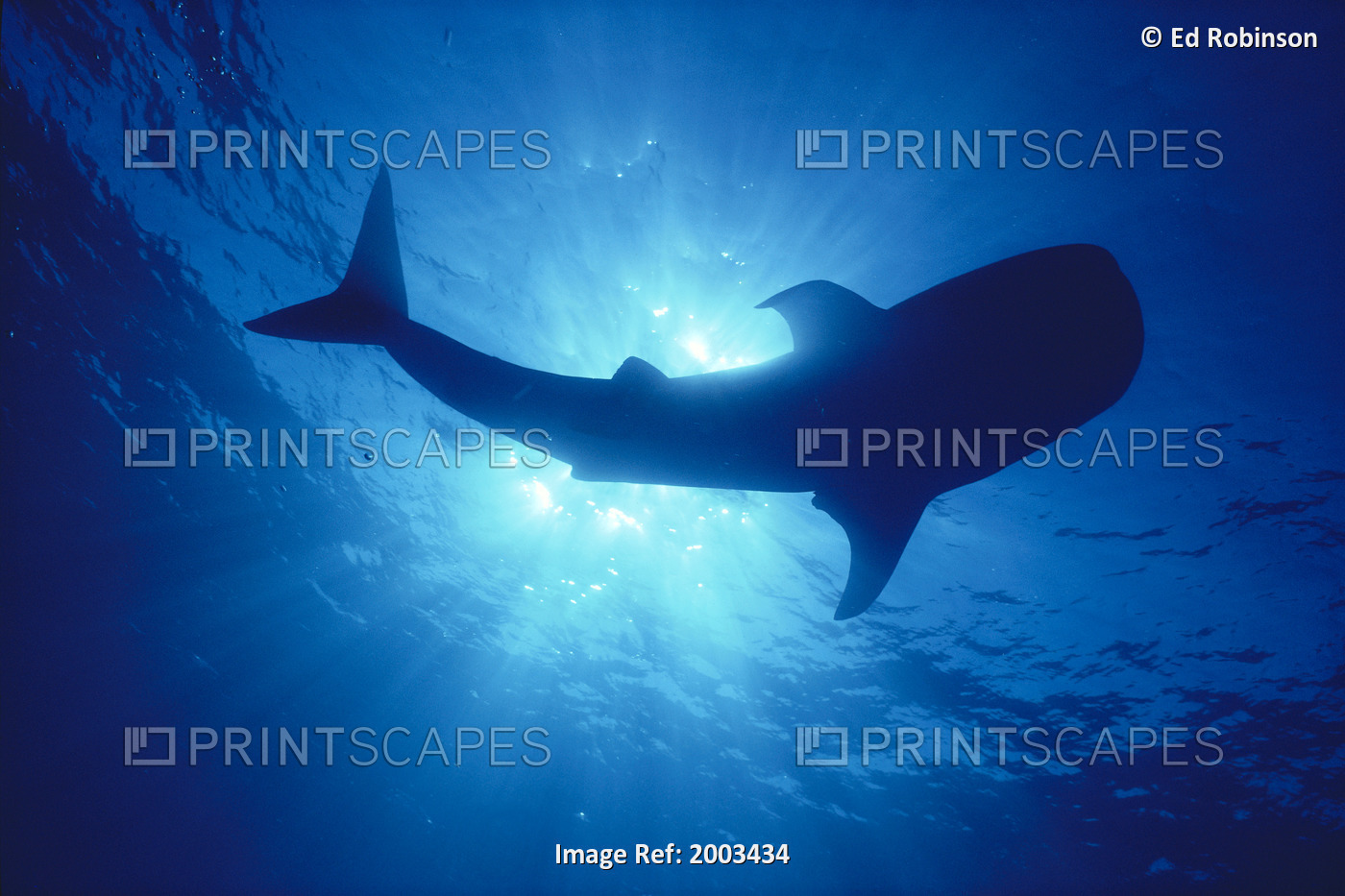 Hawaii, Whale Shark Backlit By Sunburst (Rhincodon Typus) Silhouette