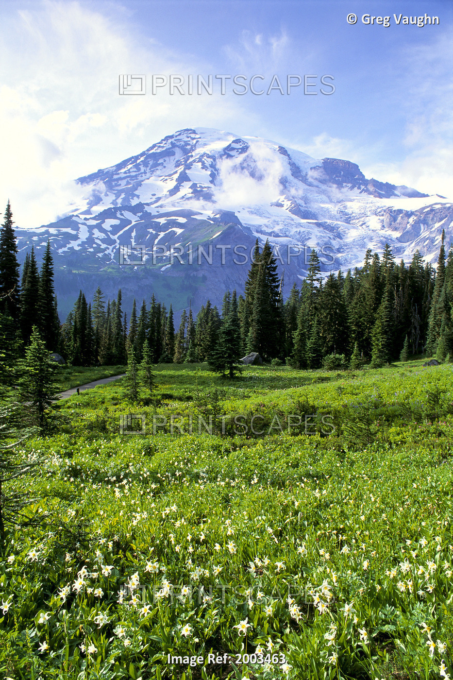 Washington, Mt. Rainier National Park, Avalanche Lilies In Meadow Along ...