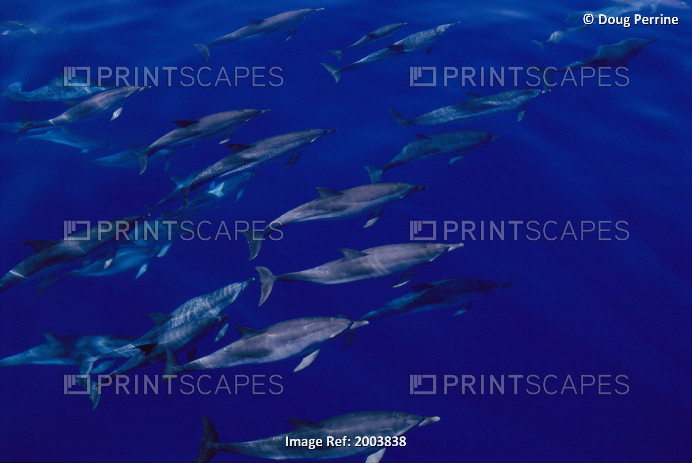 Portugal, Azores Islands, Large Pod Atlantic Spotted Dolphins Underwater Near ...