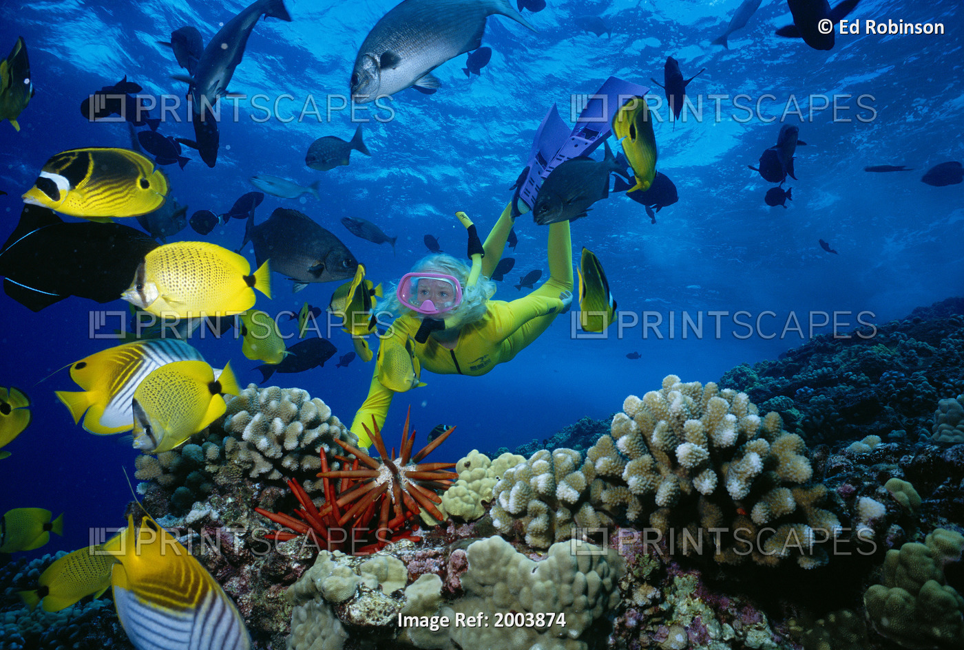 Hawaii, Maui, Molokini Crater, Woman In Yellow Dive Suit Snorkels Over Reef, ...