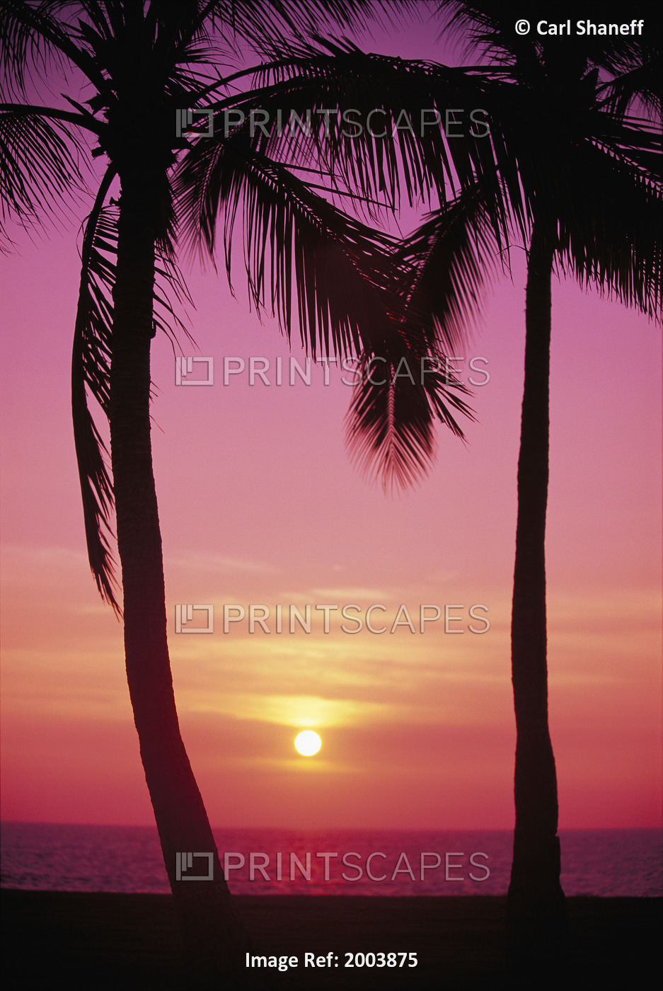 Hawaii, Oahu, Waianae Coast, View Of Sunset Between Two Palm Trees, Pink Hues