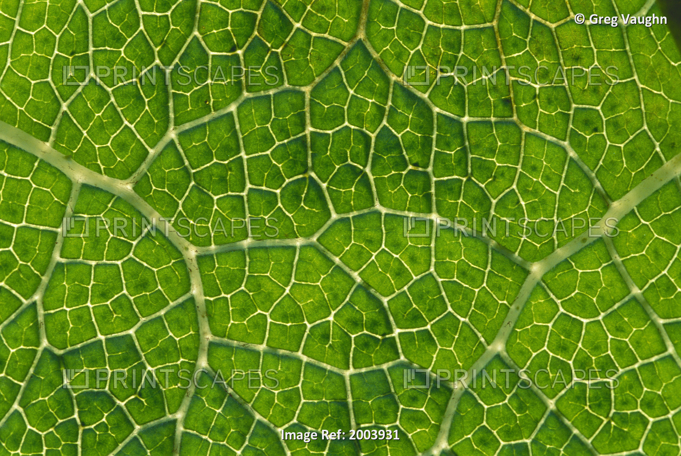 Extreme Close-Up Network Of Leaf Veins, Prickly Rhubarb (Gunnera Chilensis) ...
