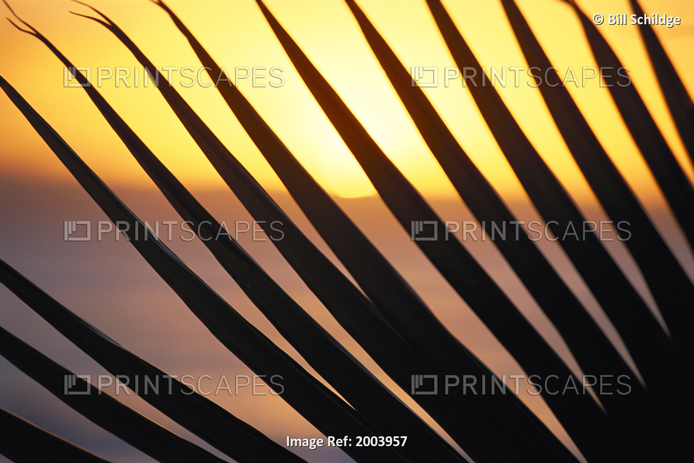 Close-Up Detail Palm Fronds Silhouetted Against Golden Sunset Skies